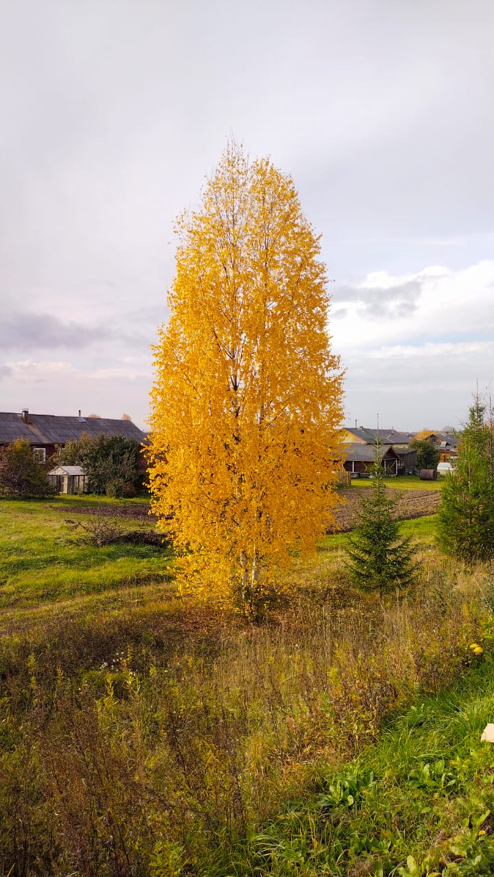 Дерево-костер. п. Вохма