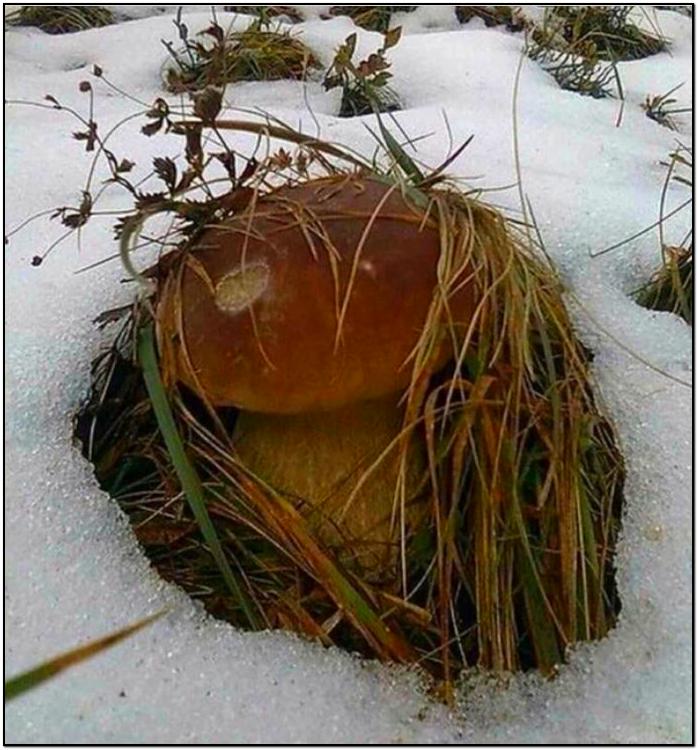 Не успели ..до снега..